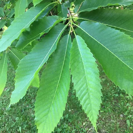 בית נופש Borgo Castelluccio *
