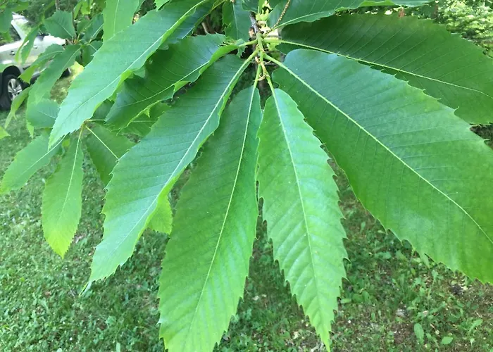 Сasa de vacaciones Borgo Castelluccio *