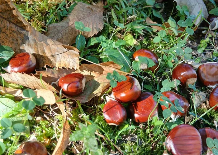 Сasa de vacaciones Borgo Castelluccio *
